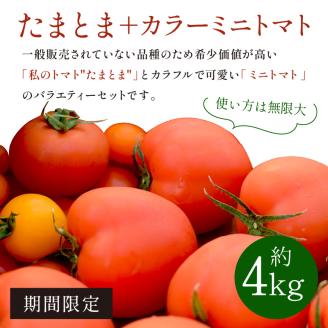 【限定出荷】"たまとま"＋カラーミニトマト(約4kg)《 野菜 トマト ミニトマト カラートマト 期間限定 送料無料 おすすめ 美味しい セット とまと ふるさと納税 》【2401C12101】