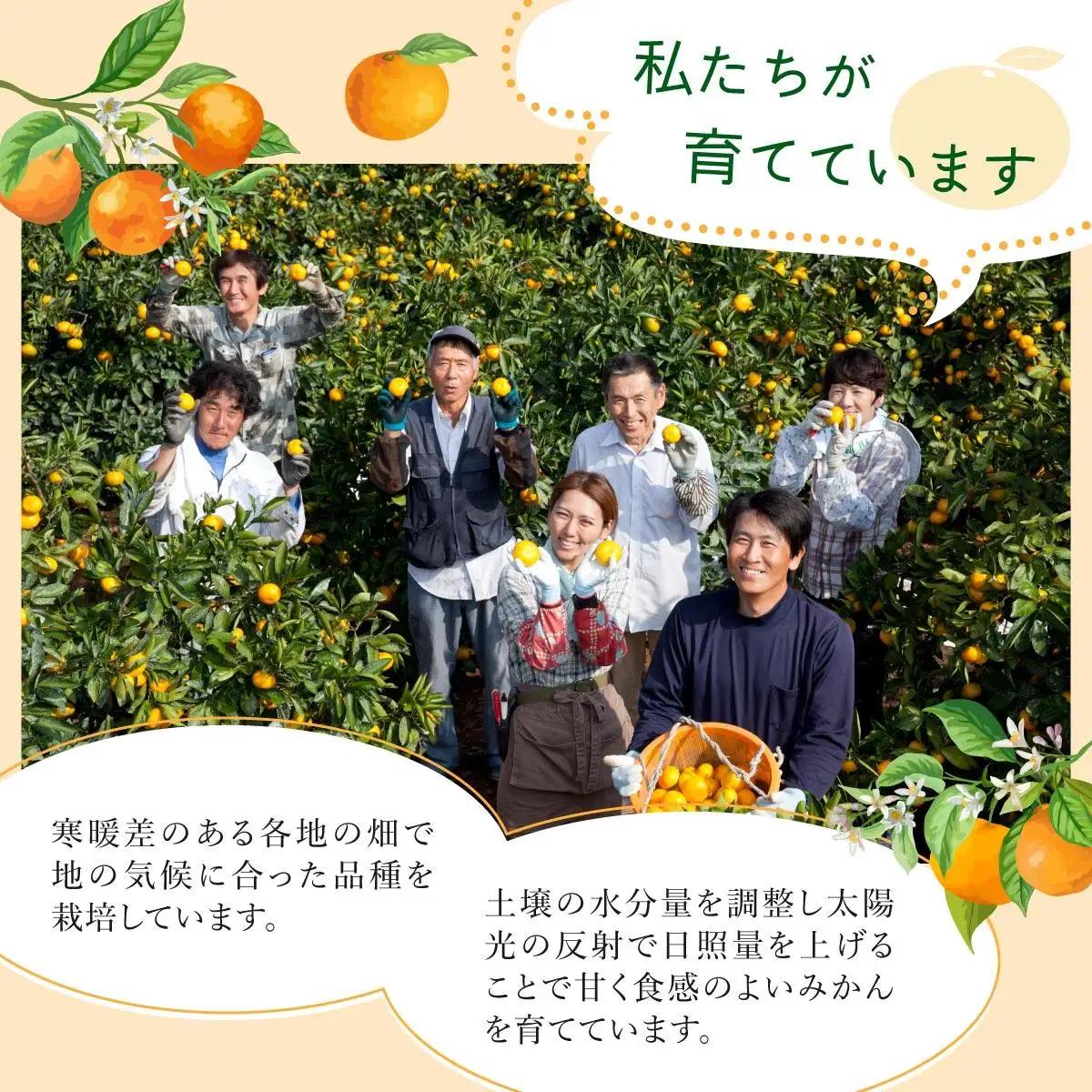 【期間限定】さがみかん (5代目みかん) 9.5kg【温州みかん 甘い 濃厚 ジューシー コク 完熟 熟成みかん 蔵出し 蔵入り 柑橘 密柑 ギフト 果物 フルーツ 佐賀県産 佐賀県 大和 太良 石橋