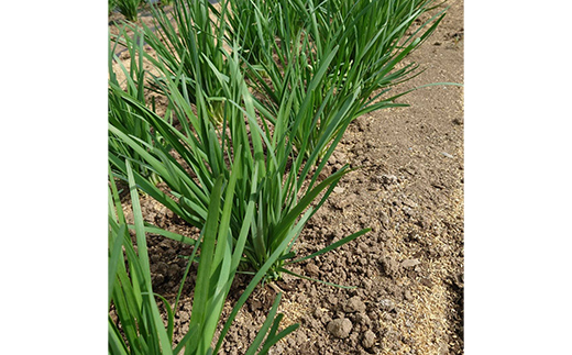 山形県 戸沢村産 にら 2kg(20束) 2026年5月下旬から順次発送 国産 野菜 やさい 韮 ニラ 料理 餃子 炒め物 惣菜 自宅 家庭 F7W-0337