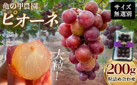 【農薬・化学肥料不使用】ぶどうの粒 無選別（200g) フルーツ ぶどう 葡萄 ブドウ ピオーネ 有機 無農薬 山口県 山陽小野田市 ふるさと納税 F6L-1226