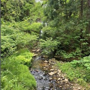 新潟県 清里産コシヒカリ 10kg 上越市　白米　こめ　新潟 新潟県産 上越