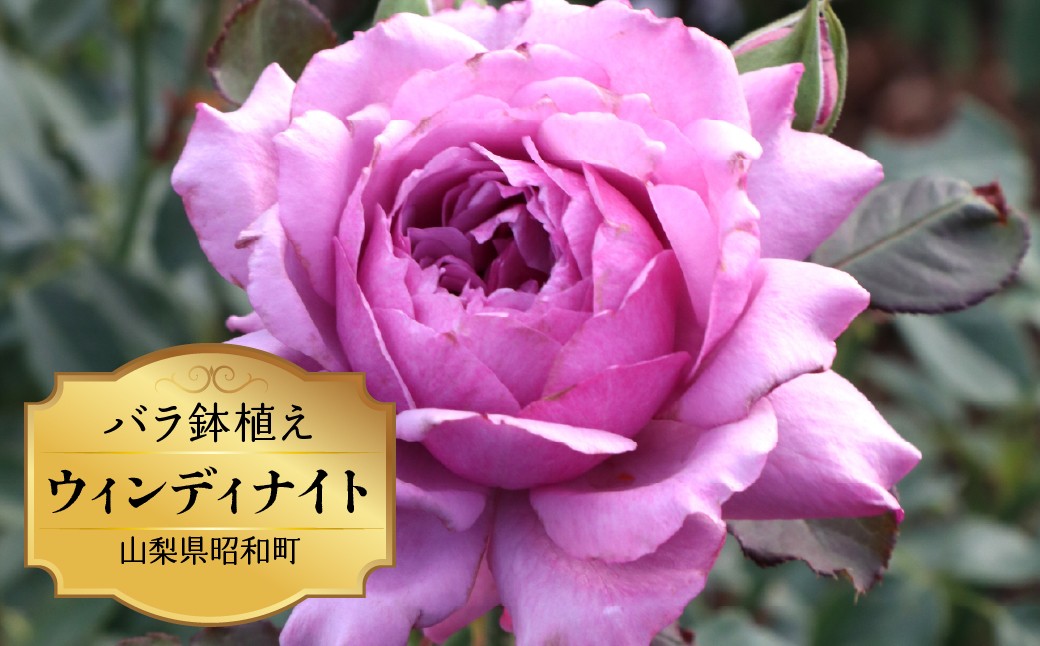
                  バラ苗鉢植え「ウィンディナイト」SWBD015
                