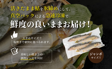 予約受付【期間限定】（2025年8月中旬頃から発送）幻の弓掛鮎　3尾以上 大型（1尾 約80g前後以上）計300g以上（まとめて真空）【冷凍パック】鮎 あゆ アユ ゆがけ 下呂市 金山 クラブハウス馬