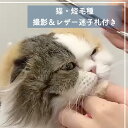 【ふるさと納税】 トリミングチケット【猫短毛種】撮影＆レザー迷子札付き【犬 ドッグ わんちゃん ペットトリミング チケット 体験】