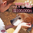 【ふるさと納税】＜保健所犬猫レスキュー【返礼品なしのご寄附】＞寄附金額100,000円※お礼状をお送りいたします。 返礼品なし 保護 動物愛護 いぬ ねこ イヌ ネコ 応援 宮崎県 国富町 いのちのはうす保護家 0625_in