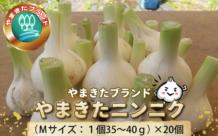 【数量限定】やまきたブランド「やまきたニンニク」（Ｍサイズ：１個35～40ｇ）×20個