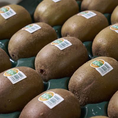ふるさと納税 東峰村 【先行受付】福岡県産ブランドキウイ「甘うぃ」約3kg(24-33玉)(東峰村) |  | 01