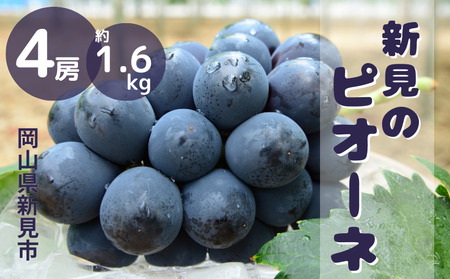 新見のピオーネ 約1.6kg 4房 【先行予約 9月中旬～10月上旬発送】