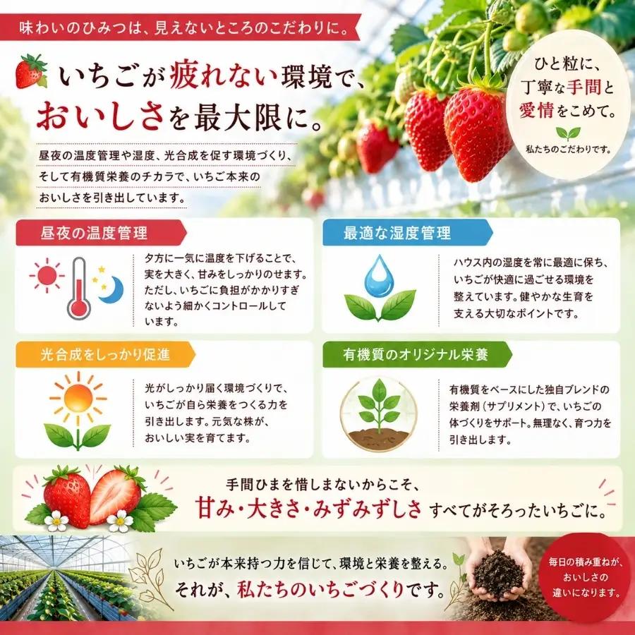 【先行予約_2027年発送】地元JA品評会金賞受賞 冷凍いちご1kg 紅ほっぺ きらぴ香 【 フローズン ストロベリー スムージー 苺 いちご 】