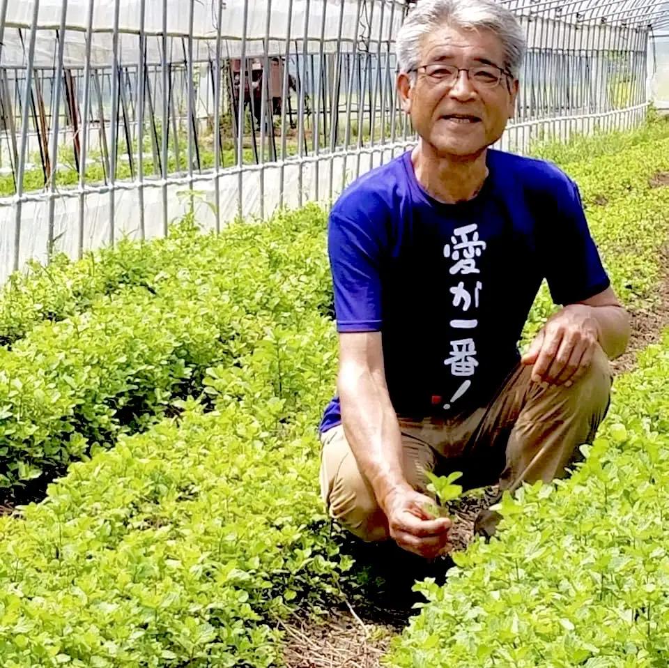 青いお茶 バタフライピーティー 3袋 ハーブティー 茶葉 バタフライピー