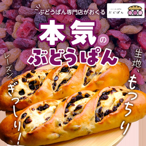 ぶどうぱんマシマシと塩ぱん　堪能セット _ ぶどうぱん 専門店 ぶどぱん 堪能 セット ぶどうぱん 1個 370g前後 塩ぱん × 2個 1個あたり70g前後 レーズン マシマシ しっとり もっちり 