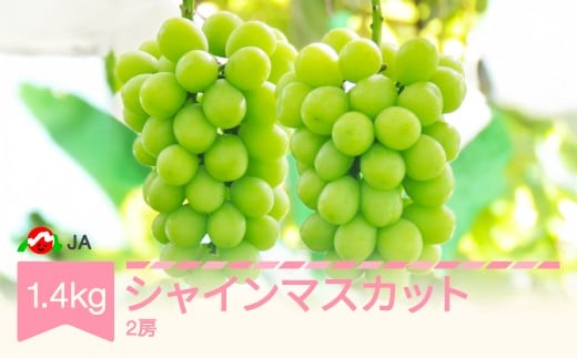 【先行予約】 ぶどう ブドウ シャインマスカット 令和8年産 2026年産 約1.4kg  果物  ja-busmx14