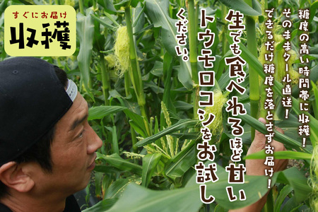 【先行予約】 生食も！高糖度！もぎたて！ フルーツトウモロコシ「イエローコーン」（2025年6月下旬～発送）