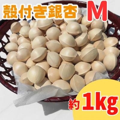 ふるさと納税 山辺町 【先行受付】殻付き銀杏 (ぎんなん)【M】 約1kg(200g×5パック)