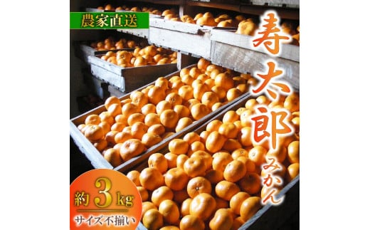 訳あり 寿太郎 みかん 約 3kg 産地直送 柑橘 訳アリ フルーツ 果物 蜜柑 オレンジ ご家庭用 沼津 静岡