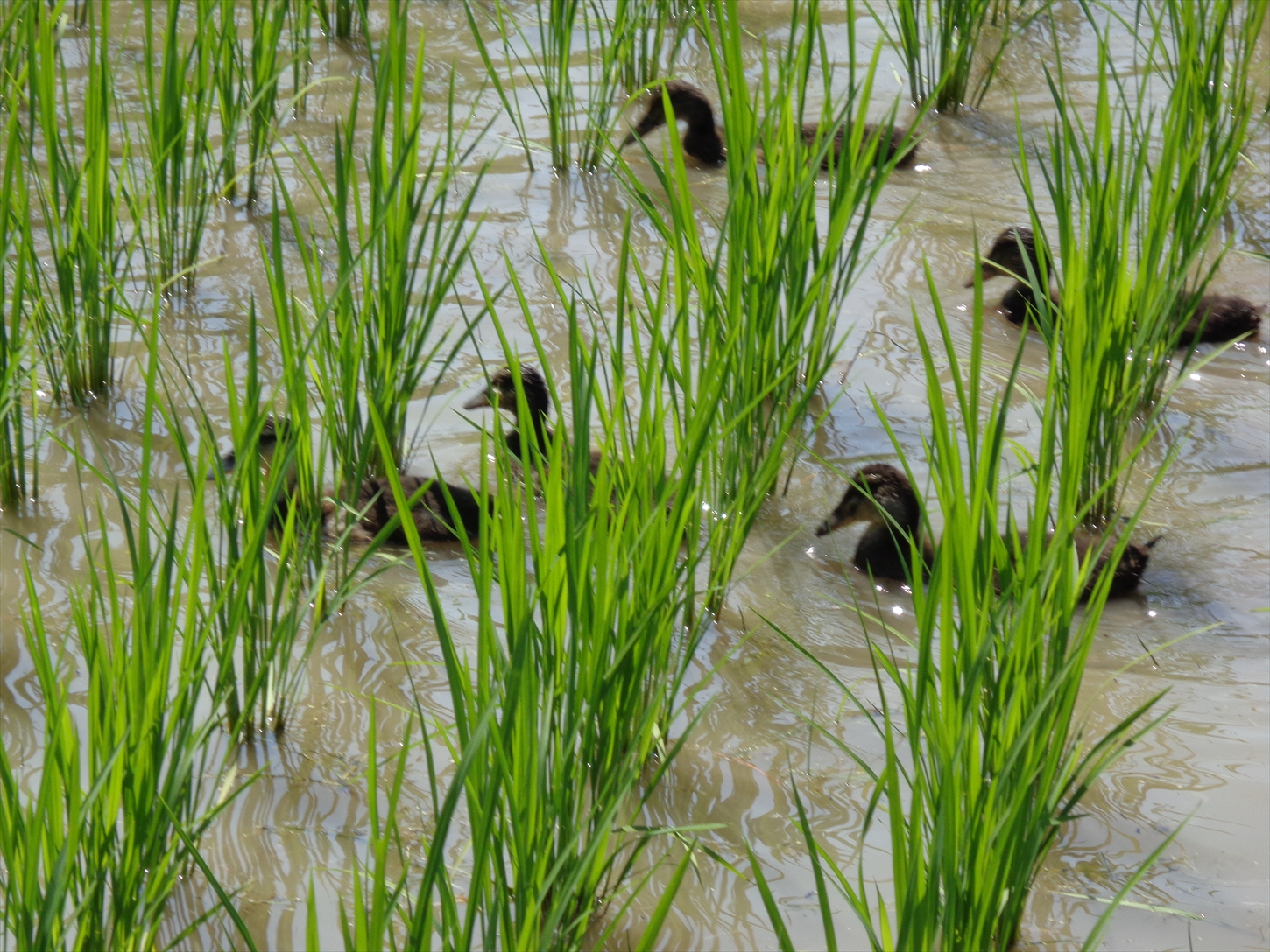 アイガモ農法で栽培した 無農薬 有機栽培米５kg お米 精米 こしひかり 兵庫県 多可町 ひのきもとさん