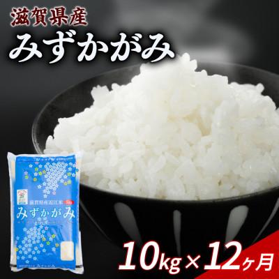 ふるさと納税 彦根市 【毎月定期便】みずかがみ 10kg 【滋賀でとれたお米、近江米!】全12回