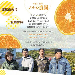 【2026年先行予約】 有田みかん 青秀 L,2Lサイズ 約10kg 【ミカン 蜜柑 柑橘 温州みかん 有田みかん 和歌山 贈答 ギフト】_BF6008n