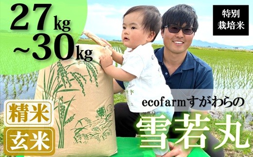 
                  【ecofarmすがわら】特別栽培米雪若丸27kg～30kg※【精米】または【玄米】選択可（令和8年産新米予約）
                