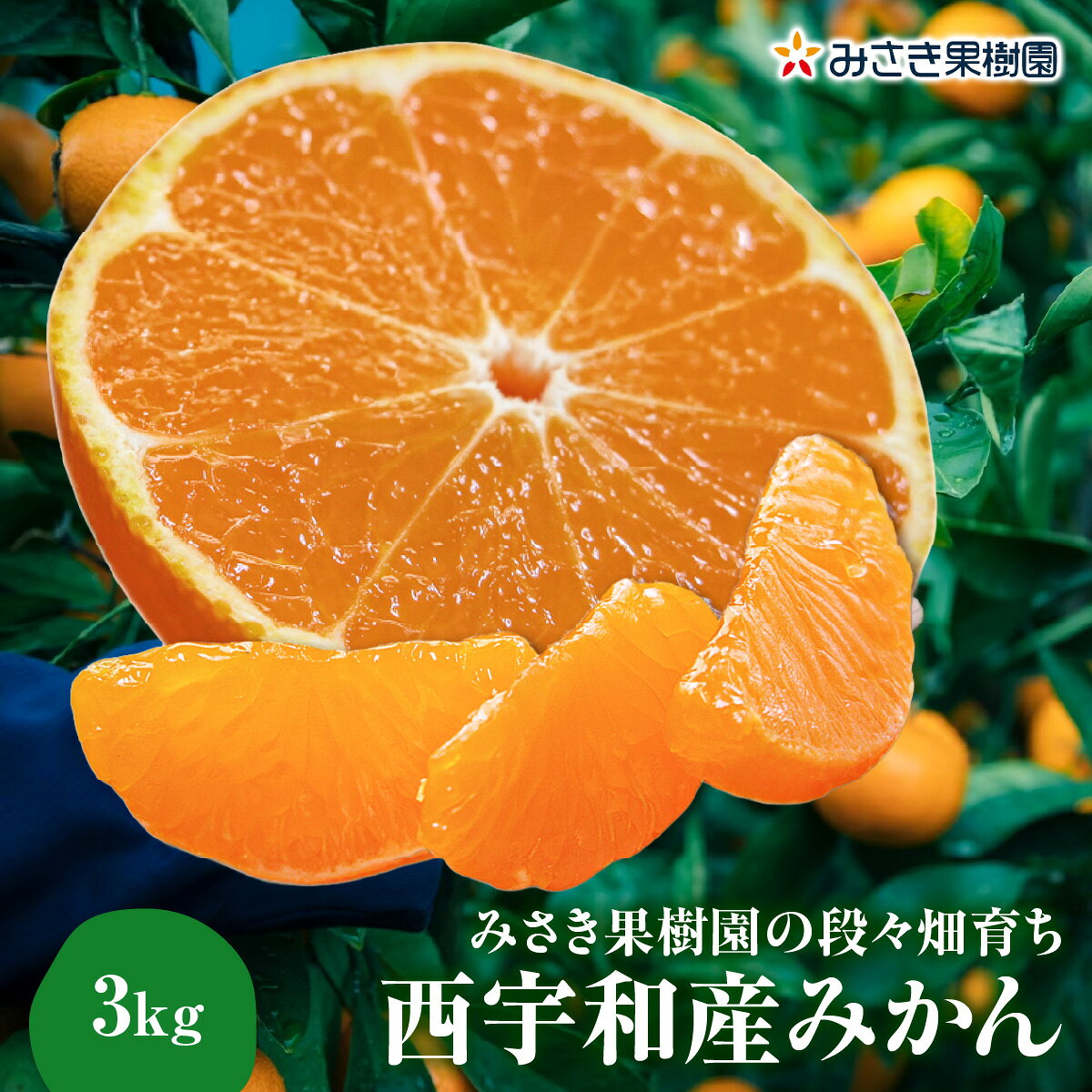 【ふるさと納税】【先行受付】みさき果樹園の段々畑育ち 西宇和産みかん3kg【B21-48】_【1676947】YWTBC029