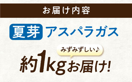 【先行予約】三次の恵みをおふくわけ 朝採れ 夏芽アスパラガス（約1kg）とれたて アスパラ 旬 野菜 三次市/福分アスパラ[APAU002]