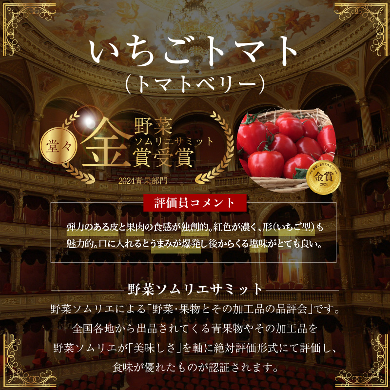 1月～6月毎月発送　幻のミニトマト　トマトベリーの定期便　6回コース 野菜ソムリエサミット 金賞 受賞 長田農園 産地直送 トマト とまと 野菜 やさい フルーツ サラダ 濃厚 甘い ご褒美 プレゼン