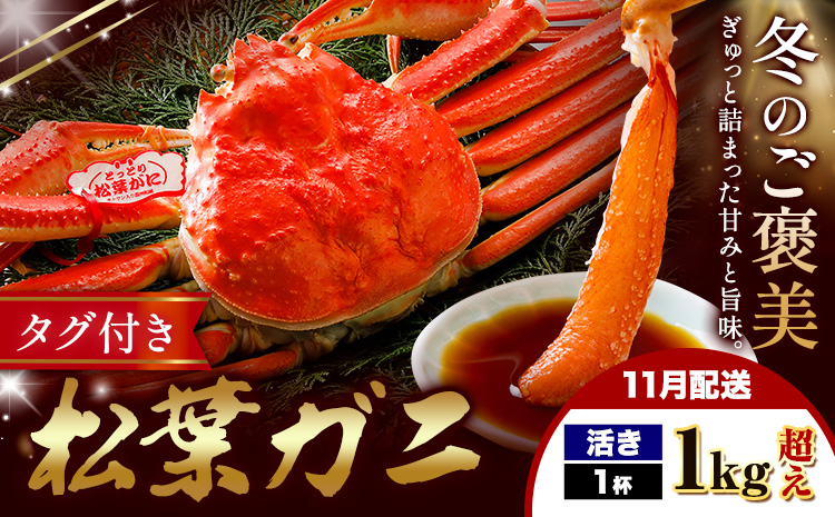 【ふるさと納税】カニ 松葉ガニ 1kg超え 活き 1杯 《11月発送》 SOO合同会社 鳥取県 八頭町 送料無料  蟹 かに 姿 鍋 ズワイガニ  ズワイ蟹 ボイル 松葉ガニ