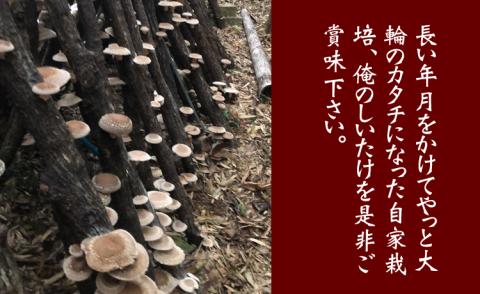 原木乾燥しいたけ（サイズ大・中・小・カット）300g  椎茸  乾燥椎茸 しいたけ  シイタケ