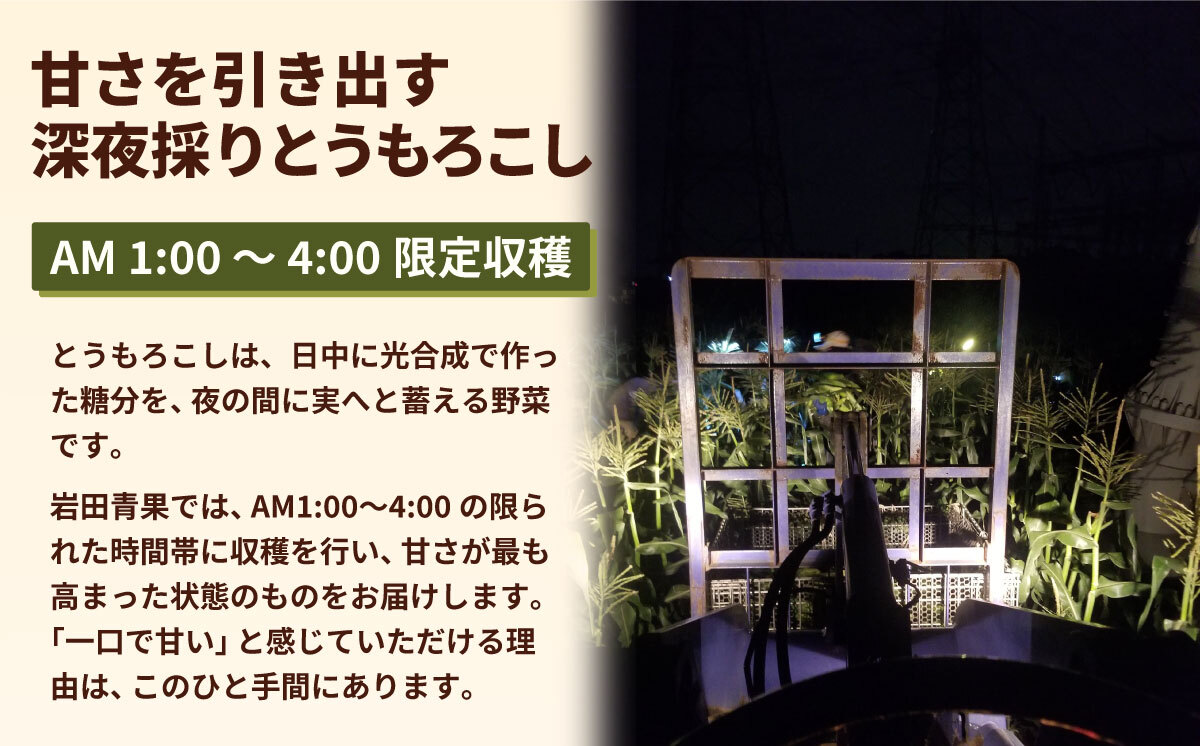 【関東＋山梨県限定 当日便】【先行予約 2026年6月下旬以降発送 】 【 令和8年産 】 深夜採り 朝出荷 白い とうもろこし ピュアホワイト 約3.5kg トウモロコシ 期間限定 甘い 生食 [A