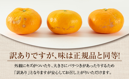 訳あり 温州みかん 計5kg以上 傷み補償分付き 期間限定 数量限定 フルーツ 果物 くだもの ミカン 柑橘 オレンジ 人気 国産 食品 デザート おやつ おすすめ 産地直送 ご家庭用 おすそ分け 特