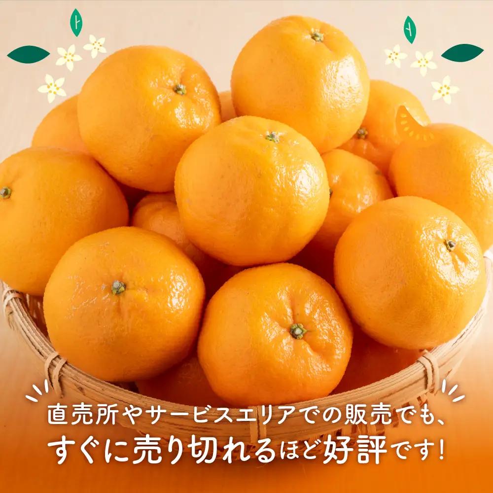 【1169-2】和歌山の農園直送北村農園の天田みかん7.5kg（家庭用）