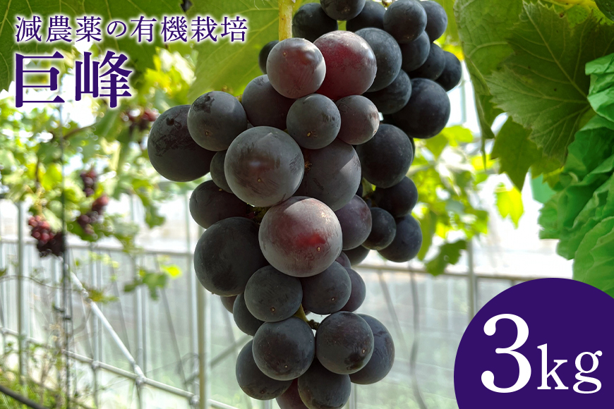 【数量限定 / 先行予約】 巨峰 3kg ぶどう ブドウ 葡萄 果物 フルーツ 国産 【8月20日～9月末発送予定】 70-G