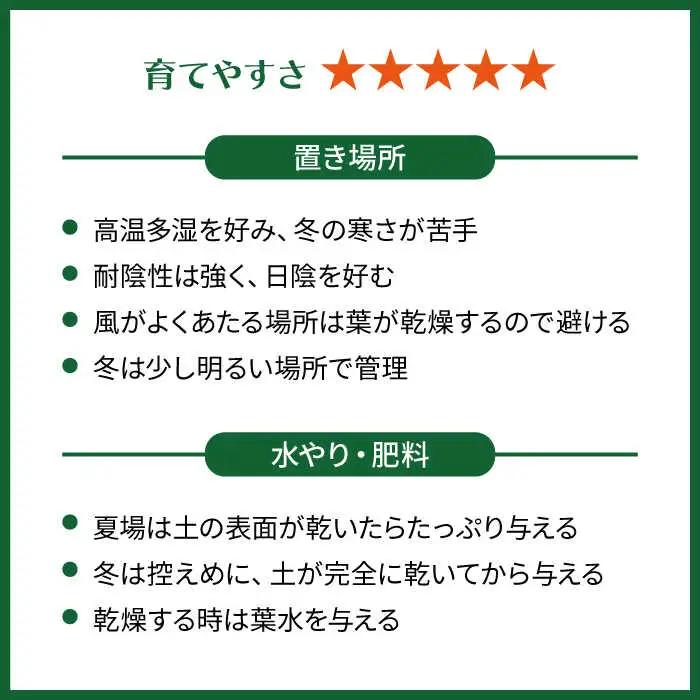 葉模様が独特で美しい『 カラテア ・ マコヤナ 』  糸島市  / cocoha [AWB023] 観葉植物 グリーン