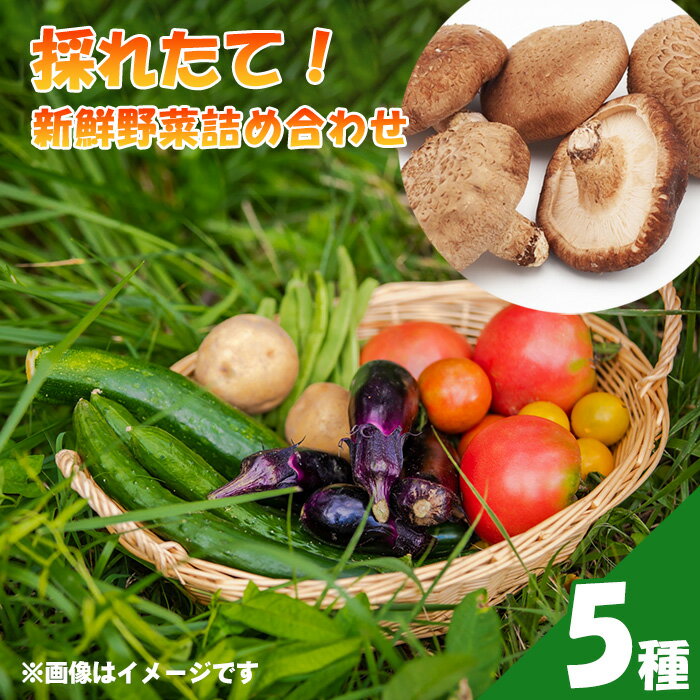 【ふるさと納税】No.503 採れたて！新鮮野菜詰め合わせ5種 ／ お野菜 やさい セット 野菜セット しいたけ シイタケ 椎茸 生椎茸 旬 旬野菜 産地直送 新鮮 おまかせ おすすめ 送料無料 埼玉県