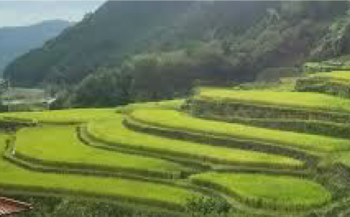 【新米先行予約】【3回定期便】菊鹿の米 ヒノヒカリ 5kg【有限会社 あそしな米穀】 [ZBI021]