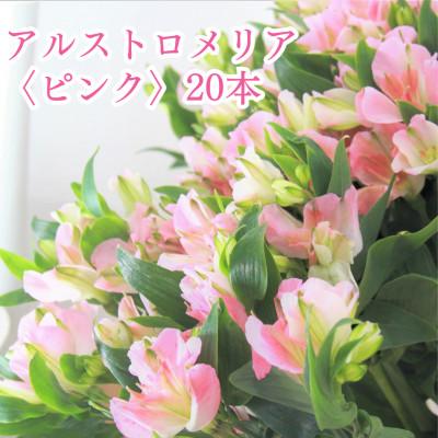 ふるさと納税 原村 原村産アルストロメリア〈ピンク系〉20本