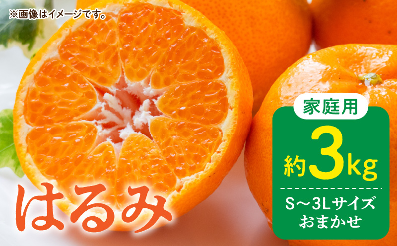 DZ6111_【2026年先行予約】ご家庭用 はるみ 和歌山 有田 S～3Lサイズ 大きさお任せ 約3kg