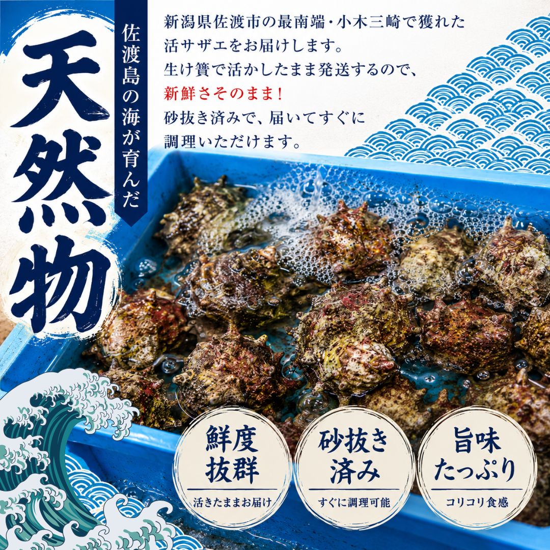 佐渡産 天然活サザエ 2kg（20個前後）195950-0001