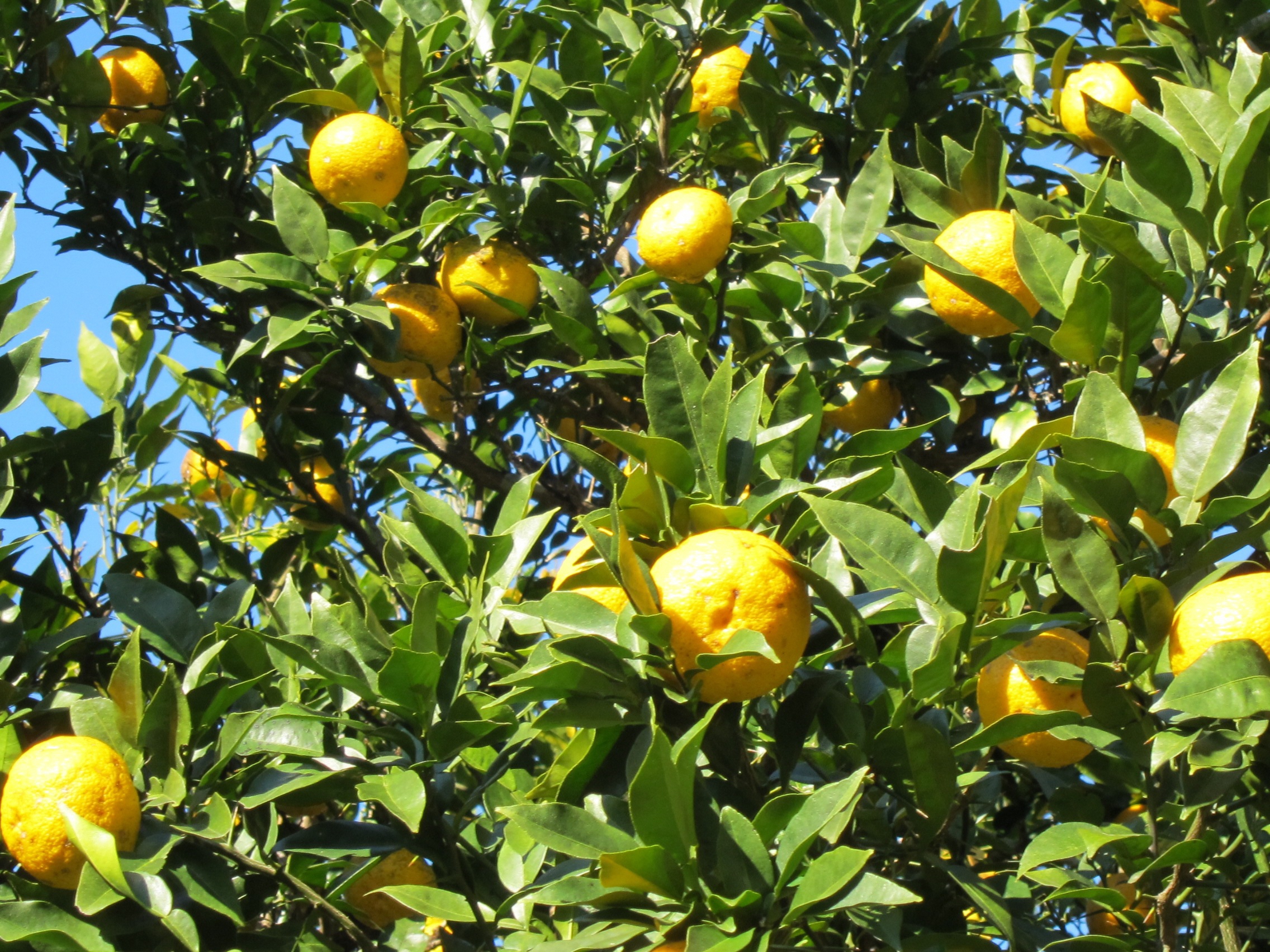 全国土産品連盟推奨品ゆずの粋・ゆずの香味セット