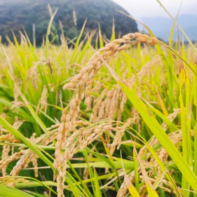 ふるさと納税 糸島市 【令和7年産】福岡県 糸島市産 白米ヒノヒカリ (掛け干し米)5kg [AVQ005] |  | 01