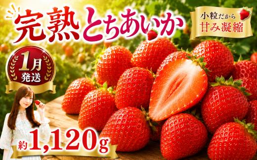 いちご【先行予約】【2027年1月以降発送】とちあいか 小粒いちご 約280g×4パック合計約1120g【栃木県 真岡市産】いちご 果物 フルーツ イチゴ 苺 旬 産地直送 国産