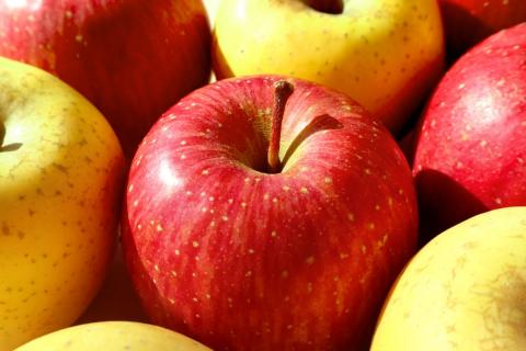 【2025年12月後半発送】 りんご 青森産 約5kg 品種おまかせ2種以上 贈答用 特選～特秀