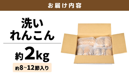 【先行予約】洗いれんこん2kg《発送直前に収穫してお届け！》 シャキっとした歯触り！ ／ 有機肥料 低農薬 蓮根 レンコン 野菜 根菜 正月【2026年11月中旬以降順次発送予定】 [aw056-a0