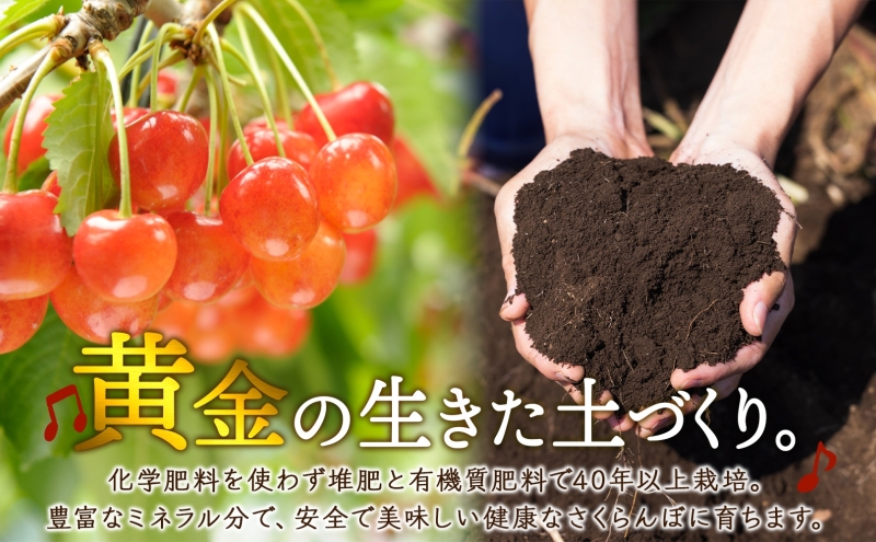 【先行予約】さくらんぼ 月山錦 スペシャル 48粒 化粧箱入 