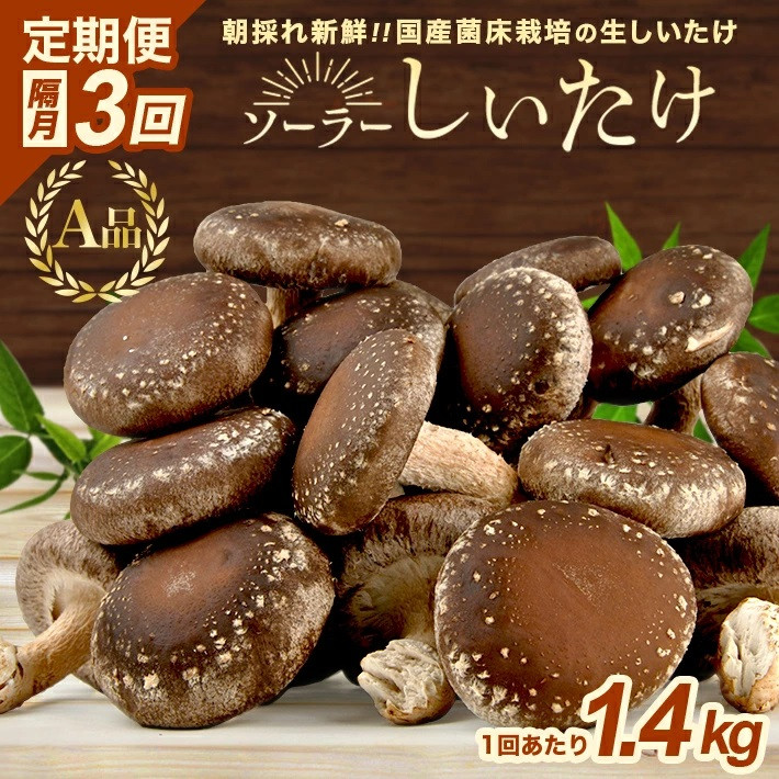 
SC0468　【隔月3回定期便】 「ソーラーしいたけ」 生しいたけ　1.4kg×3回(計4.2kg)
