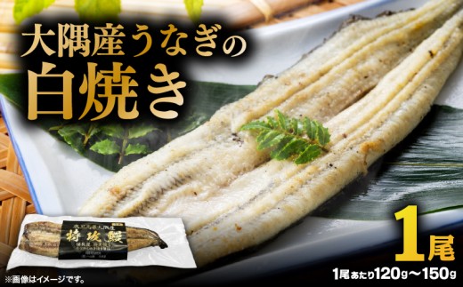大隅産うなぎの白焼き 1尾　KN174-002-01