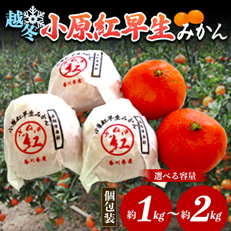 【ふるさと納税】 越冬小原紅早生 みかん (個包装) 約1kg 約1.5kg 約2kg 【先行予約2027年1月〜2027年2月頃お届け】 みかん 果物 くだもの フルーツ デザート 個包装 越冬 早生 オリジナル品種 食品 名産 四国 F5J-666var