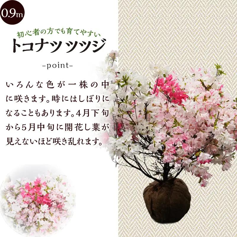 植木　トコナツツツジ　0.9m（久留米ツツジ）