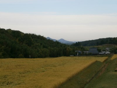 F-12 【定期便】芳醇、吟香る山田錦入りビール「吟米麦酒」11本セット「3回お届け」【北海道・沖縄・離島 配送不可】