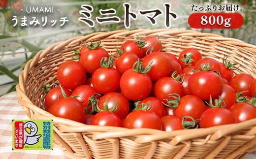 ＜特別栽培農産物＞ファームサイドのこだわりミニトマト 800g 野菜 特別栽培 農産物 サラダ ピクルス 炒め物 食品 本庄産 関東 F5K-508